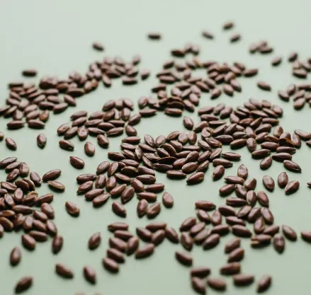 Flax Seed